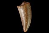 Raptor Tooth - Real Dinosaur Tooth #163895-1